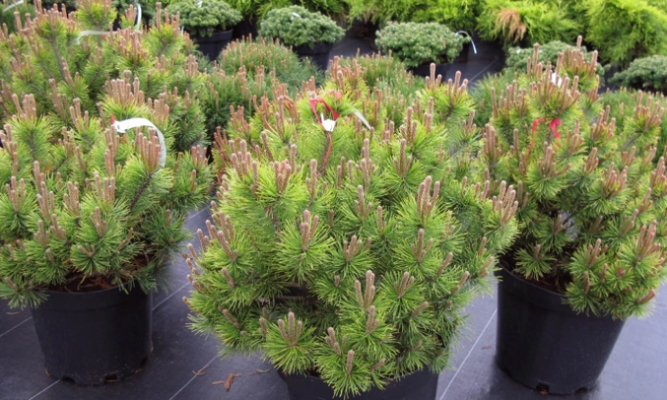 Сосна горная Офир